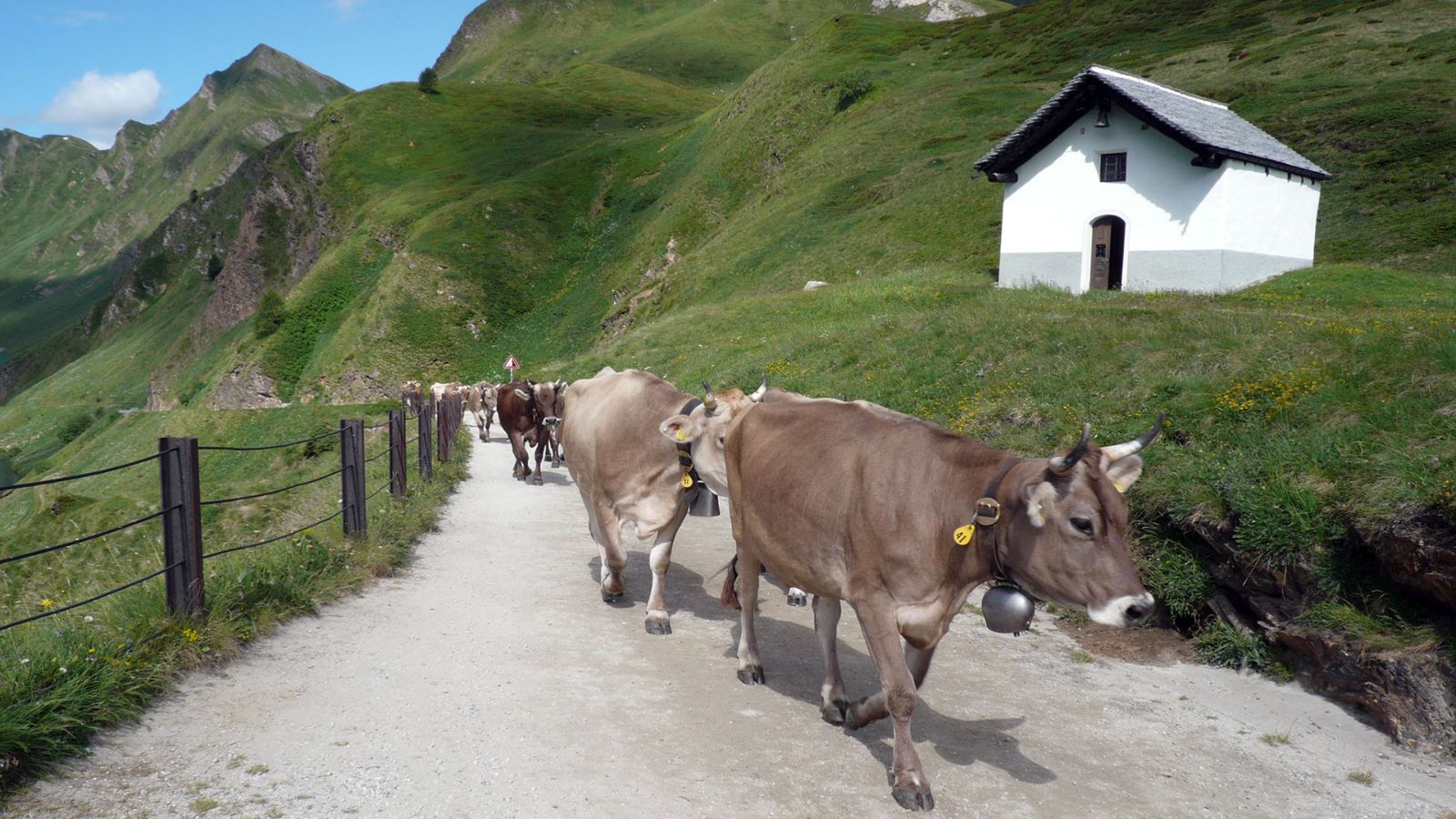 Kühe auf dem Weg zur Alp, Ritomsee