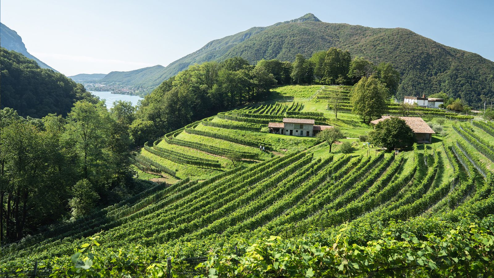 The vineyards of Arogno