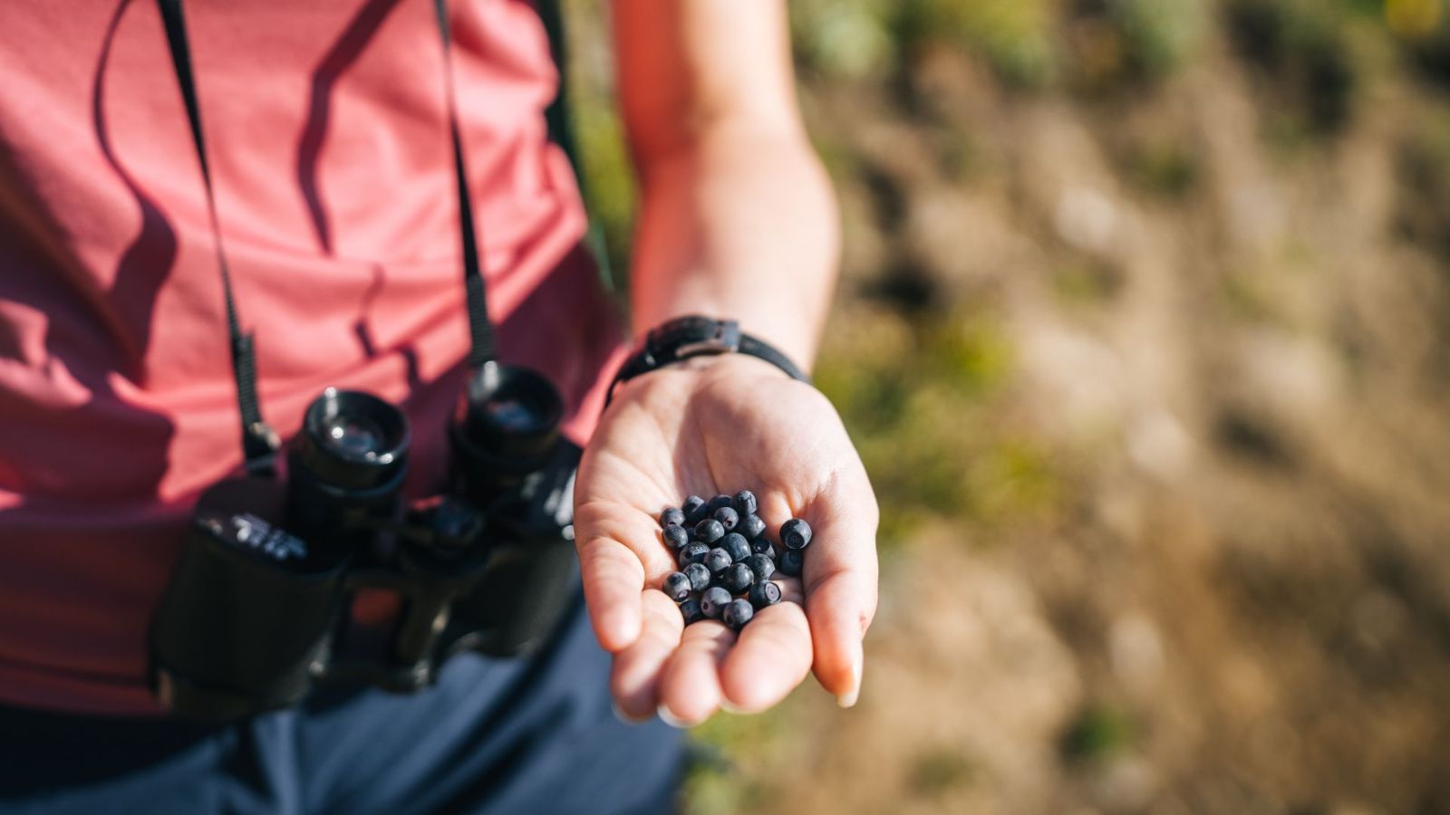 Mountain flavors: foraging wild blueberries in the Bedretto Valley