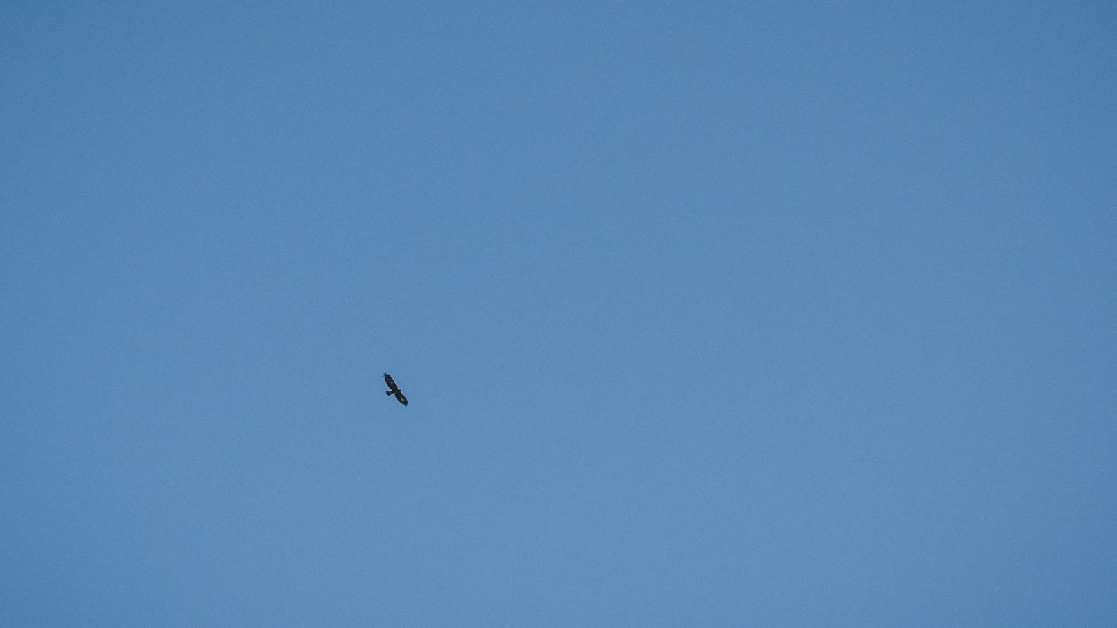 Bearded vulture in the Bedretto Valley: spotting a rare Alpine bird