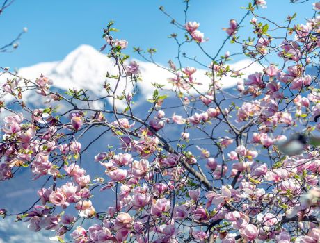Primavera Spring in Ticino | ticino.ch
