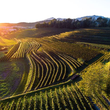Vigneti Genestrerio Autunno
