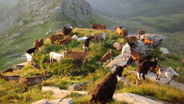 Sich auf dem Bauernhof heimisch fühlen