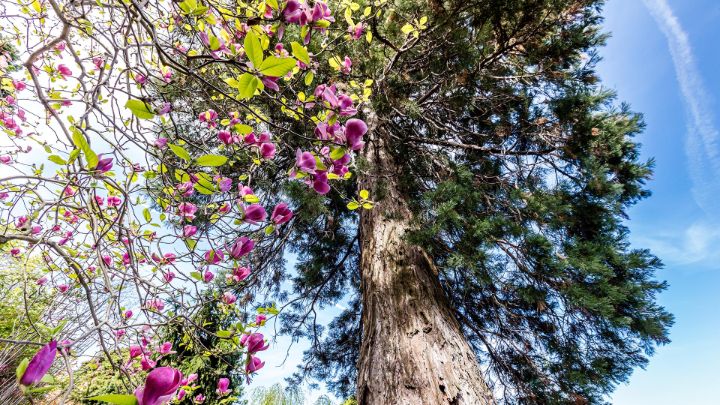 Discover the parks and gardens of Ticino