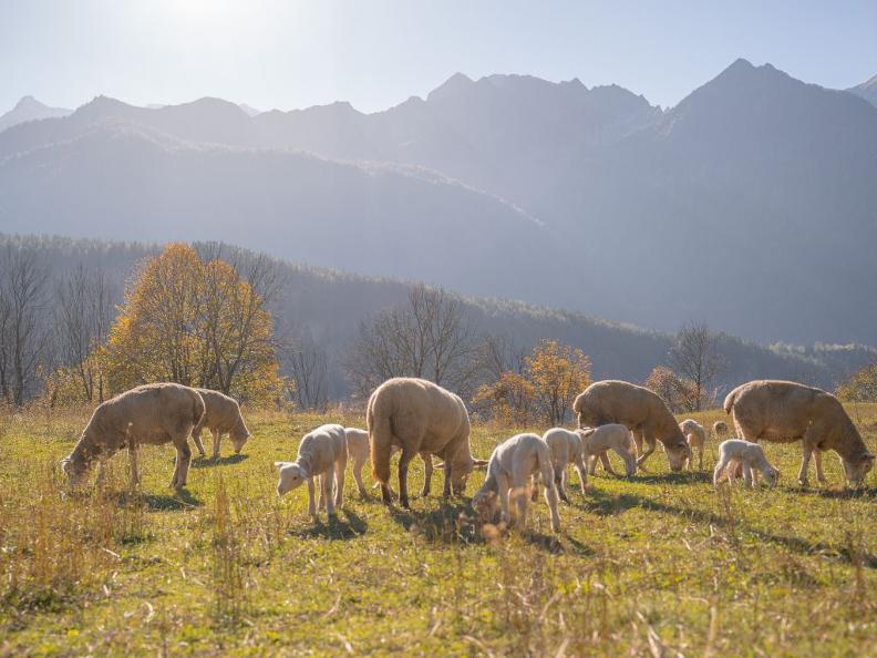 Image 6 - Agriturismo Alla Meta