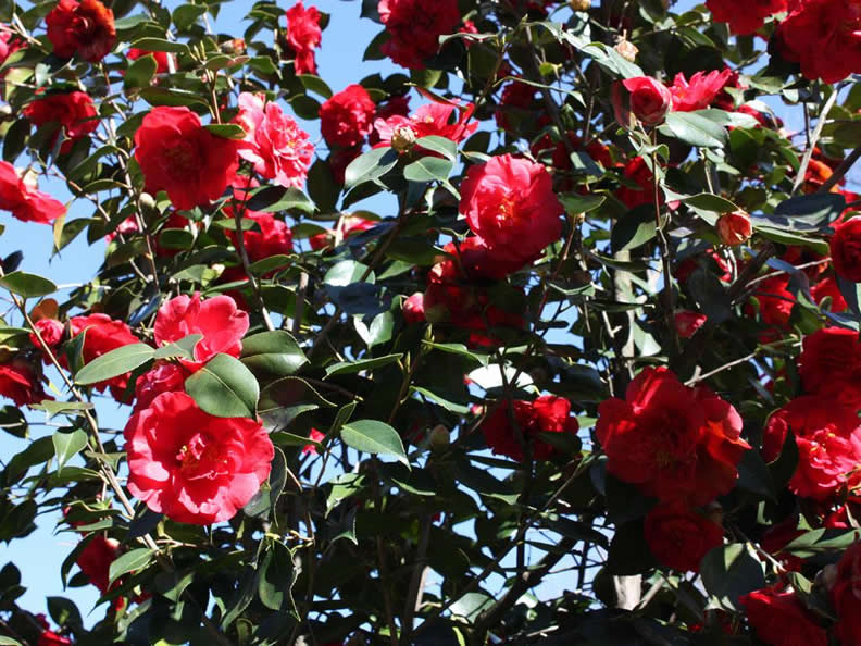 Image 3 - Locarno Camellia exhibition
