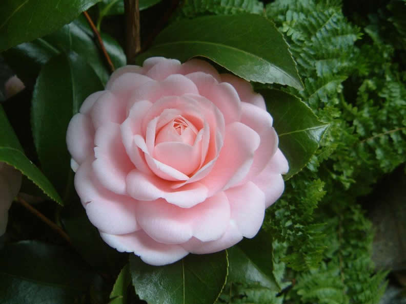 Image 5 - Locarno Camellia exhibition