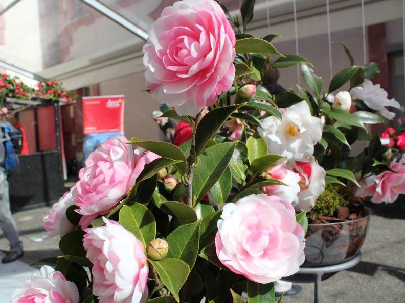Image 1 - Locarno Camellia exhibition