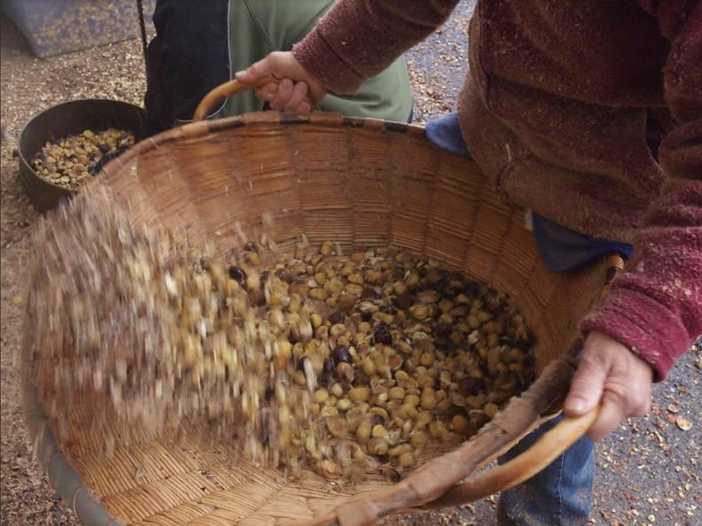 Image 0 - Traditional beating of chestnuts