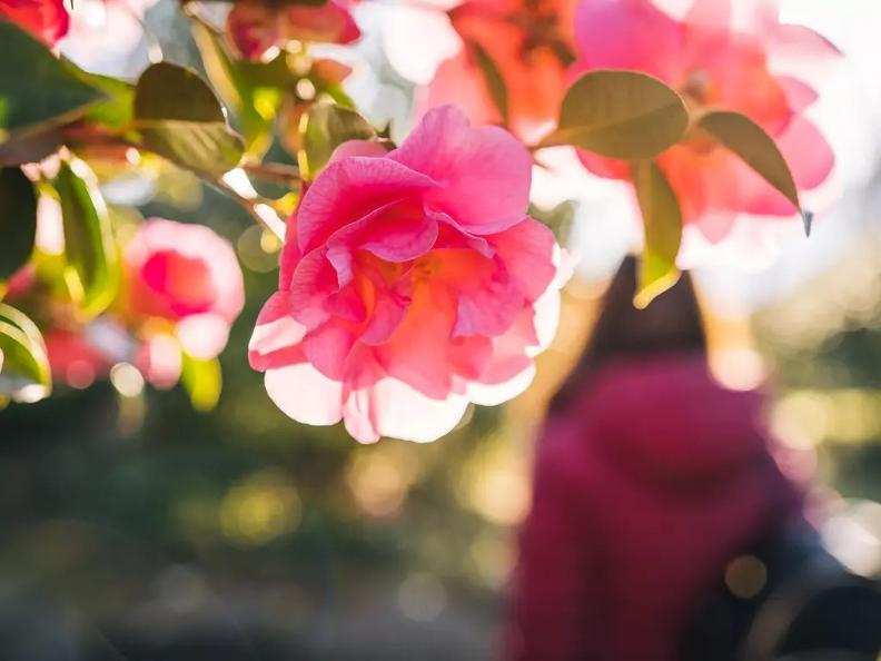 Image 0 - Locarno Camellia exhibition