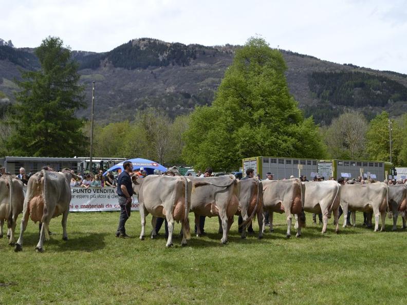 Image 2 - Blenio livestock exhibition