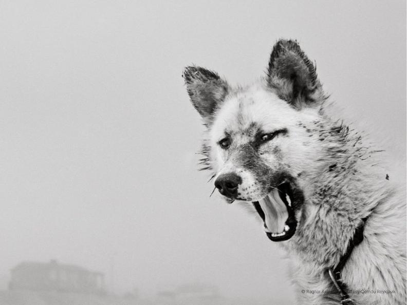 Image 1 - Fotoausstellung von Ragnar Axlesson - Unermesslich und zerbrechlich: Eine Geschichte aus dem Norden
