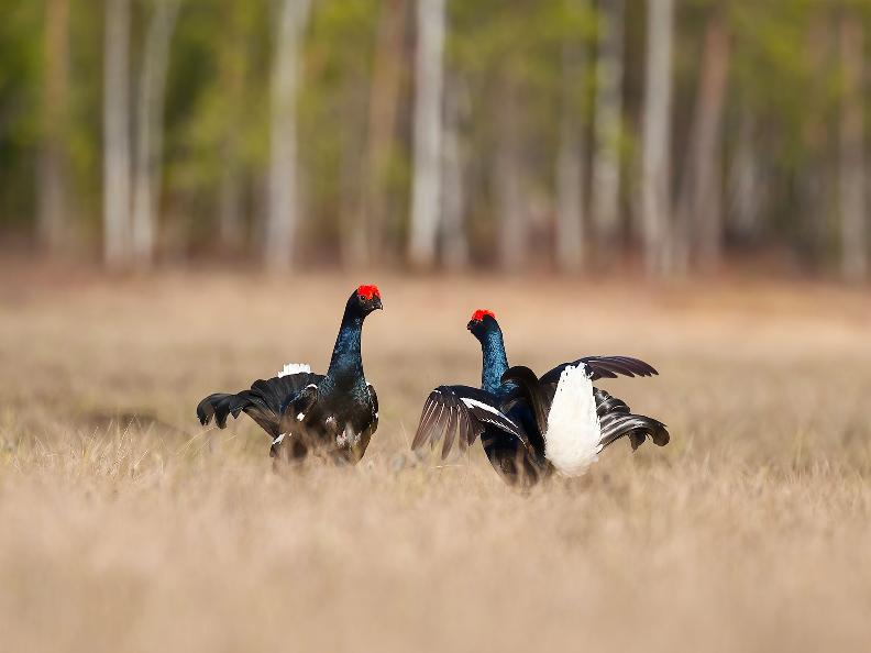 Image 0 - Birdwatching: The Black Grouse