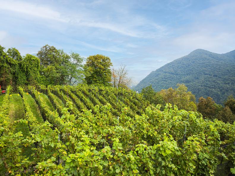 Image 0 - Stroll through the vineyards