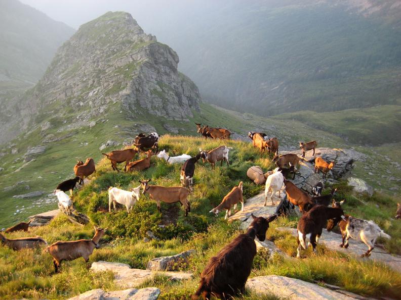 Image 2 - The project of the National Park Locarno