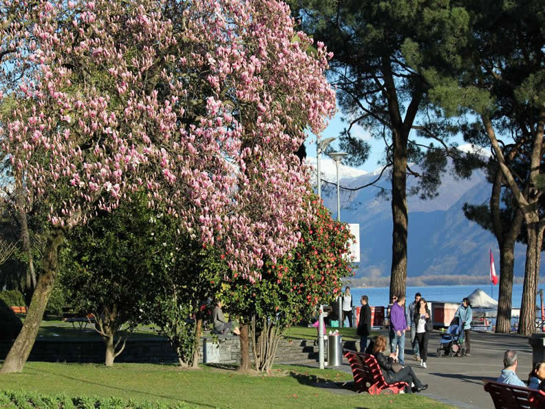 Image 3 - Les jardins au bord du lac Locarno - Muralto