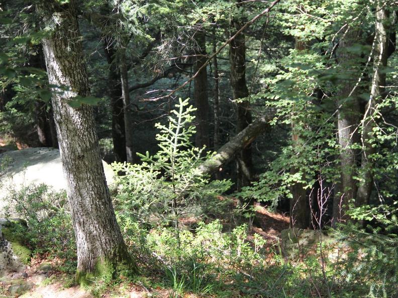 Image 4 - Waldreservat Onsernone