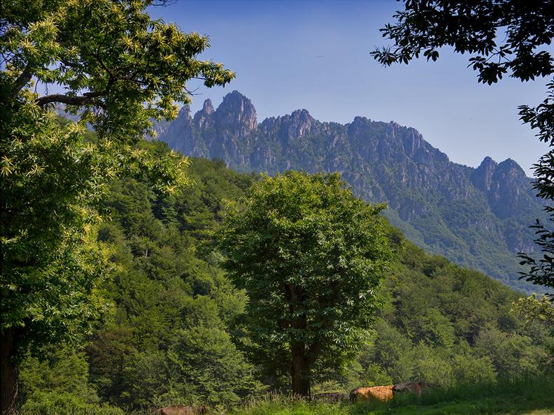 Image 0 - Denti della Vecchia Forest Reserve