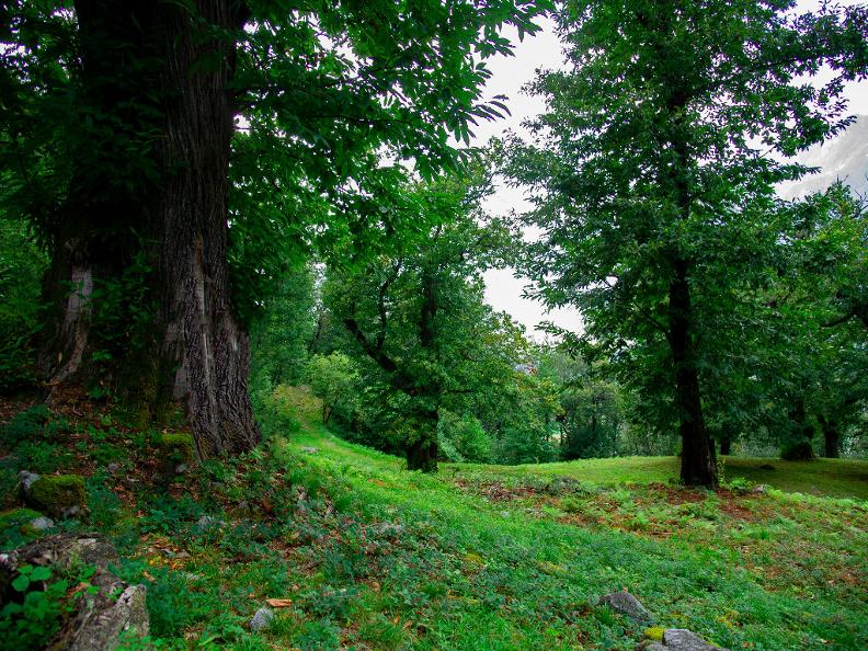 Image 1 - Kastanienwälder von Robasacco