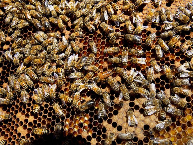 Image 2 - Besuch und Honigverkostung am Bienenstand 