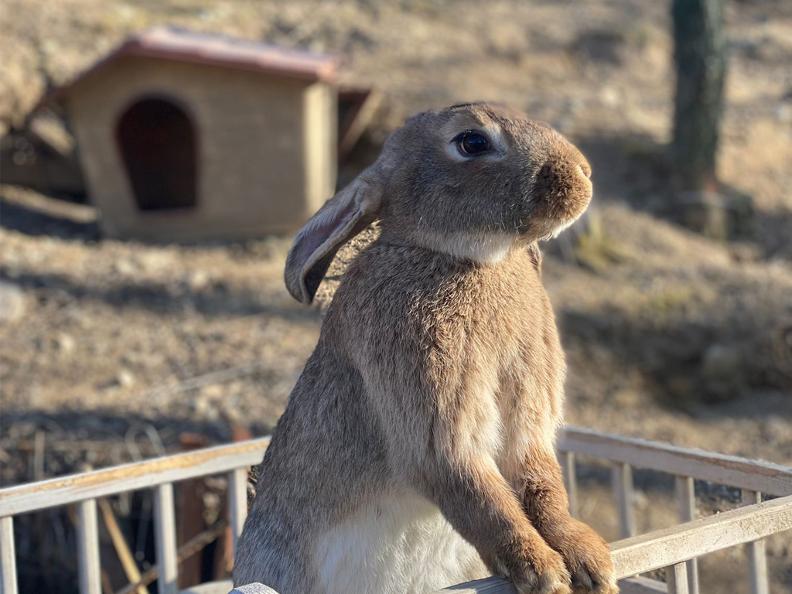 Image 2 - Imparare a conoscere il coniglio