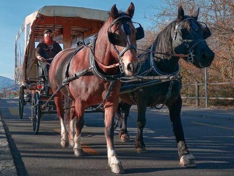 Image 0 - Cena o Pranzo su una carrozza trainata dai cavalli