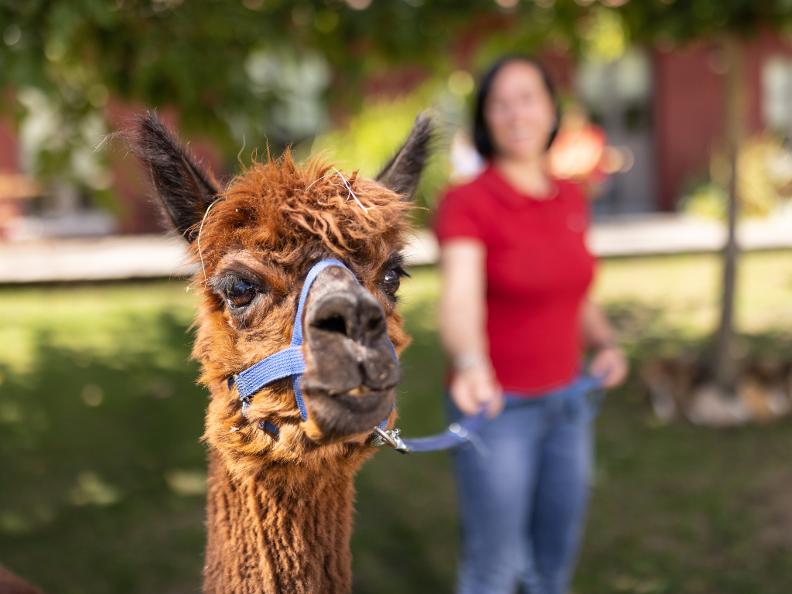 Image 0 - Alpaca Trekking in the Monte San Giorgio UNESCO Park