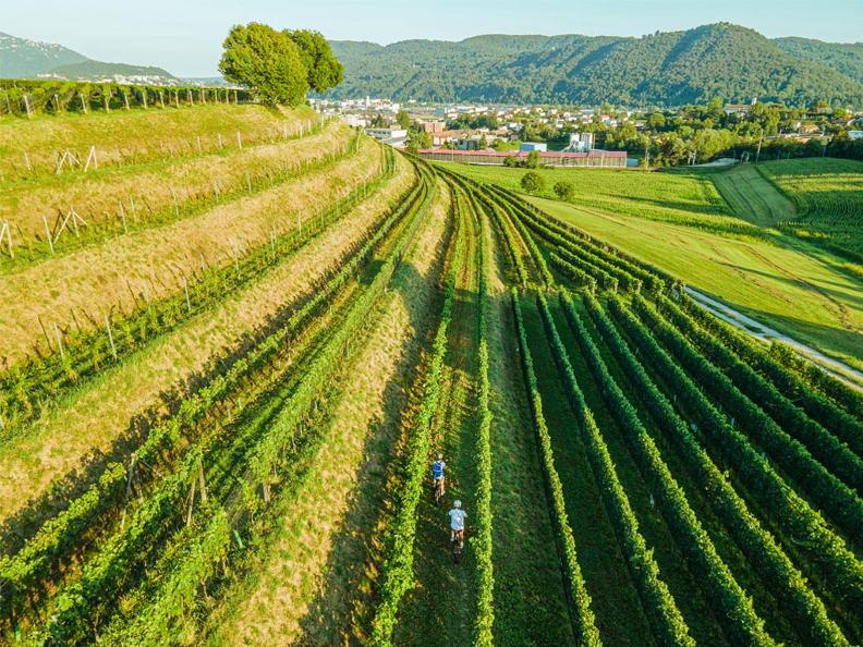 Image 0 - Cycling through the Vineyards