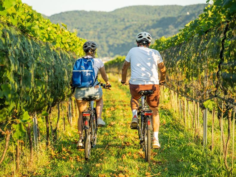 Image 1 - Cycling through the Vineyards