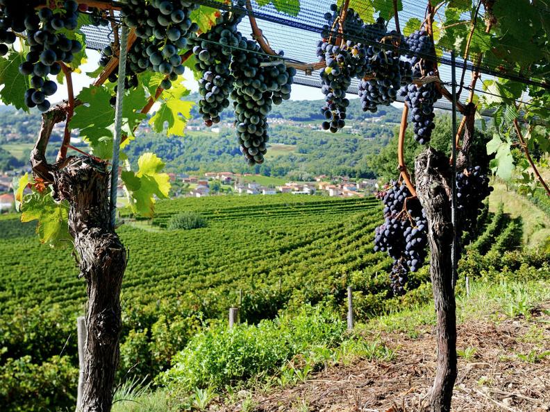 Image 0 - Merlot du Tessin et autres cépages