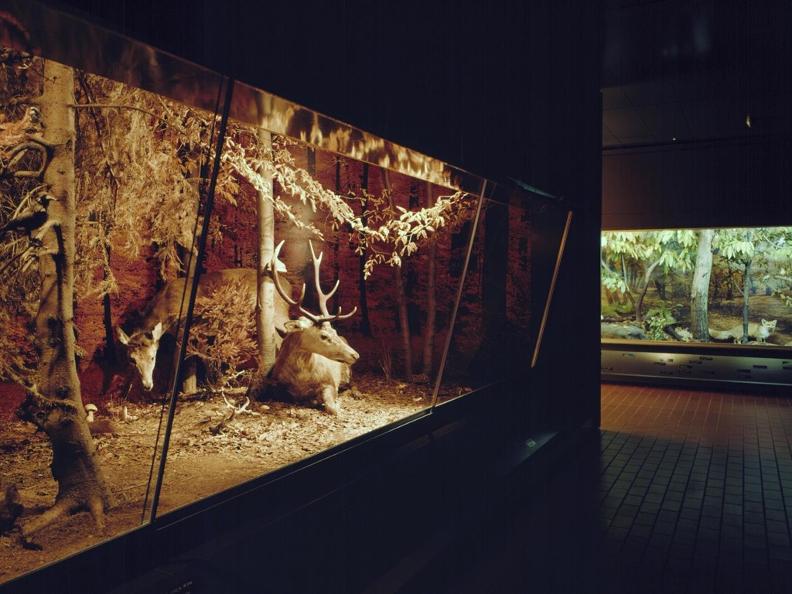 Image 3 - Museo cantonale di storia naturale