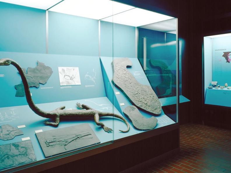 Image 4 - Museo cantonale di storia naturale, Lugano