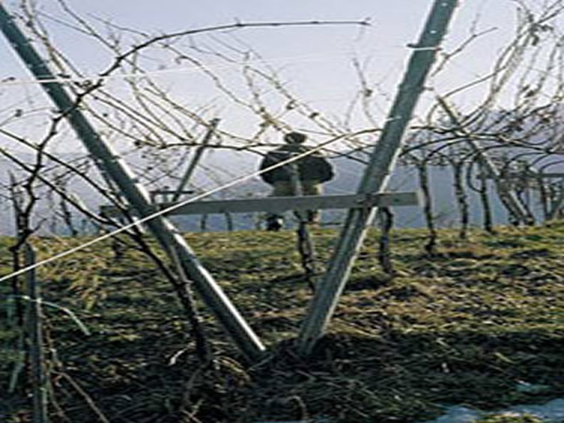 Image 0 - Der Weinbau im Tessin