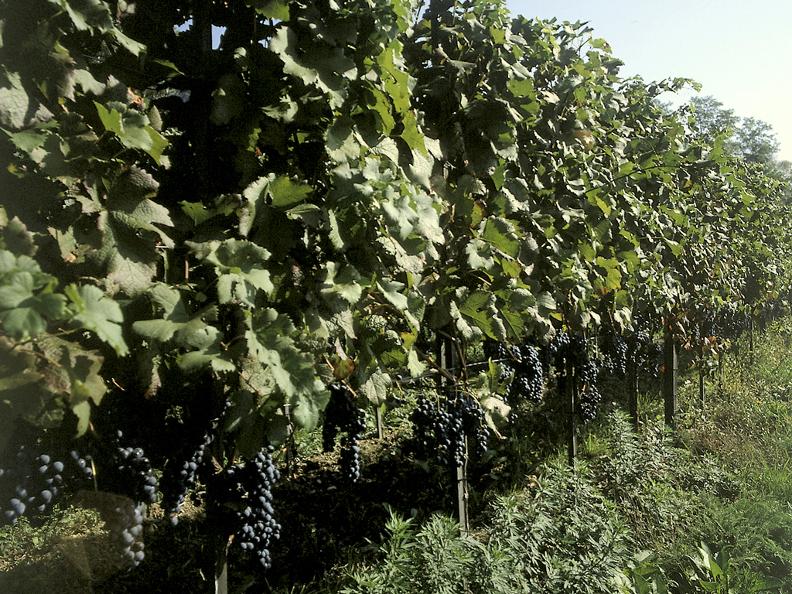 Image 0 - Associazione viticoltori-vinificatori privati