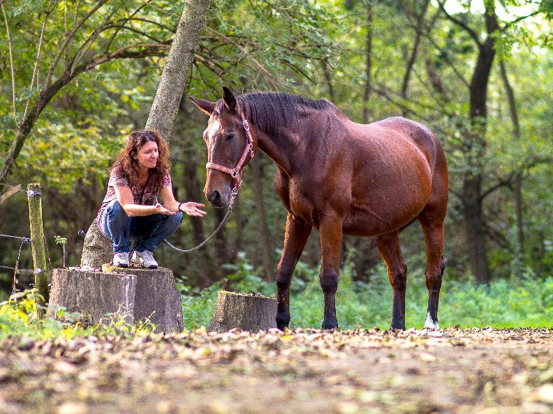 Image 0 - Activities with horses in the Piano di Magadino