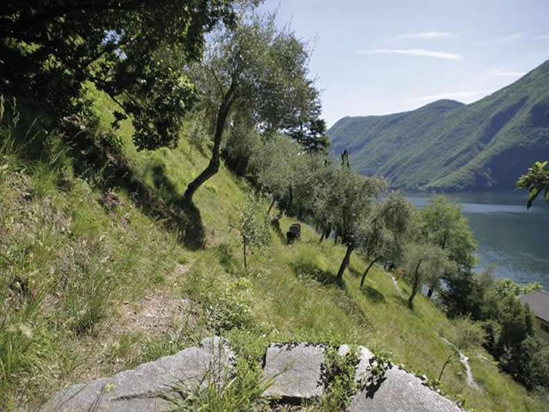 Image 3 - Park der Olivenbäume