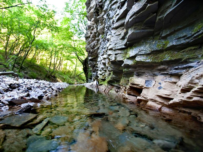 Image 1 - Monte San Giorgio, une mer de souvenirs