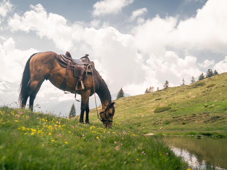Image 12 - Horse rides in Valle Leventina: Leventina Western