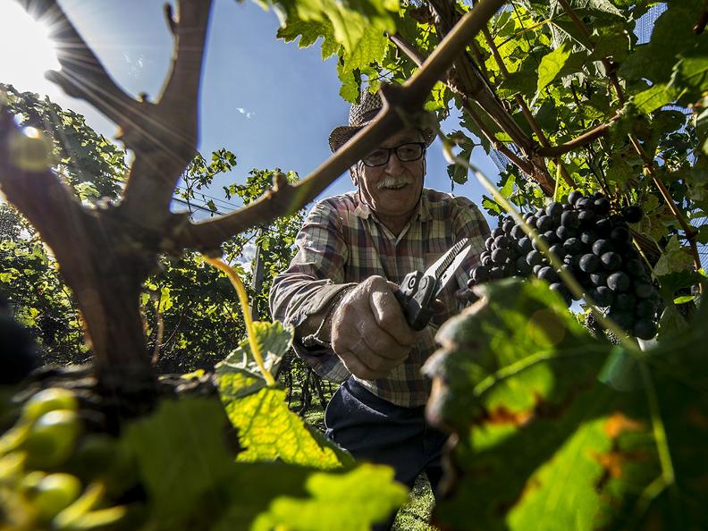 Image 1 - Grape Harvest in the Mendrisiotto Region