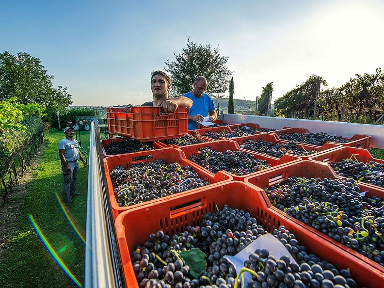 Image 7 - Grape Harvest in the Mendrisiotto Region