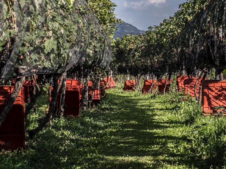 Image 9 - Grape Harvest in the Mendrisiotto Region