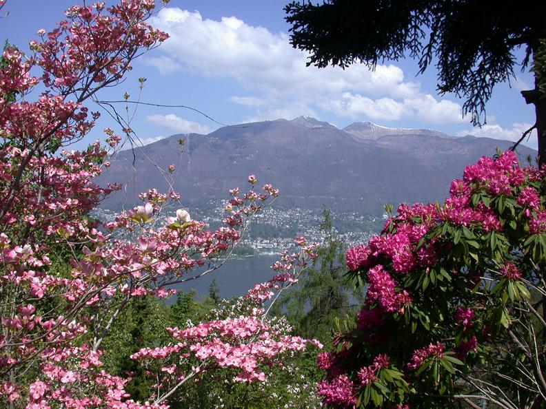 Image 0 - Gambarogno, la Riviera en fleurs