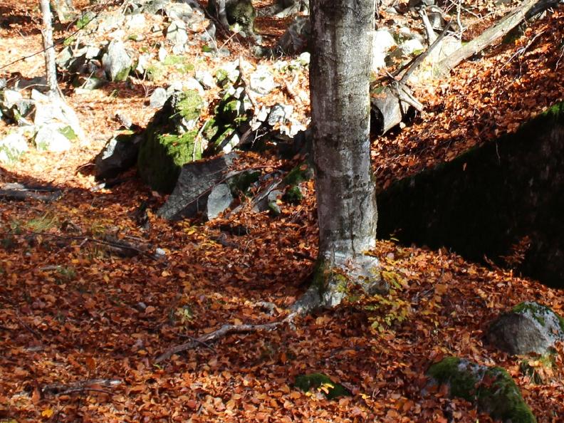 Image 0 - Riserva forestale della Val Marcri