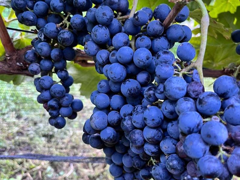 Image 2 - Cantina Altamira