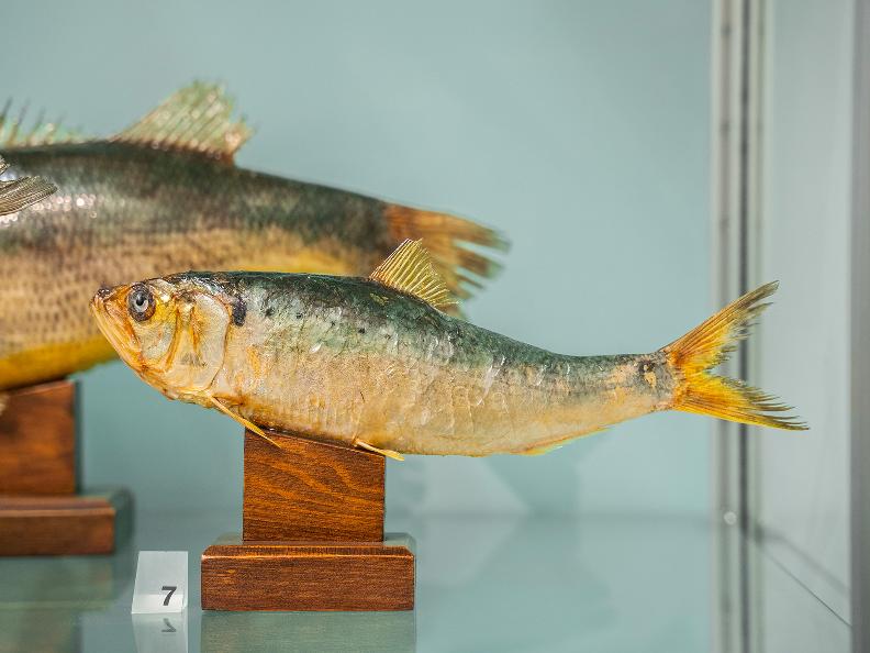 Image 4 - Fishing museum 