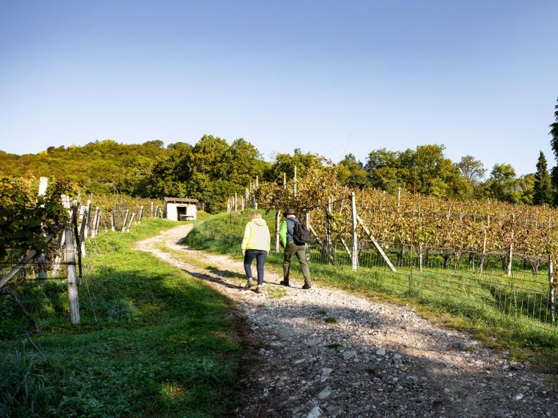 Image 2 - Itinerario tra i vigneti: viticoltura e territorio