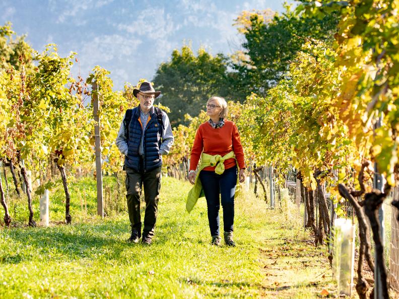 Image 3 - Weinwanderung: Weinbau und Gebiet