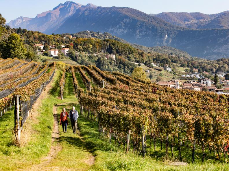 Image 4 - Weinwanderung: Weinbau und Gebiet