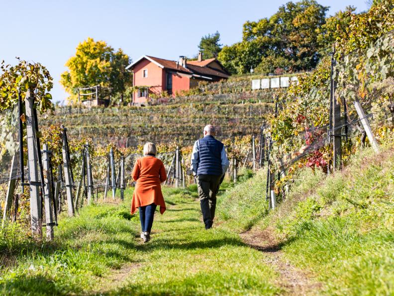 Image 5 - Weinwanderung: Weinbau und Gebiet