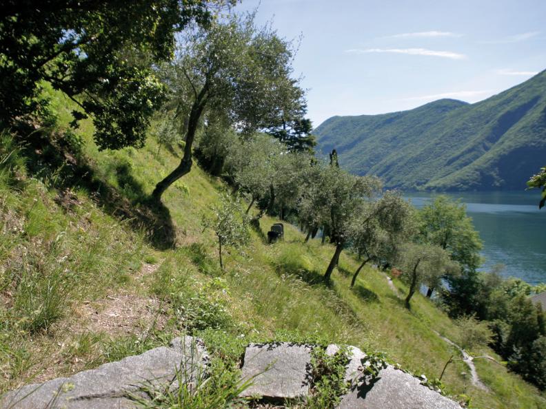 Image 0 - Olive path, Gandria
